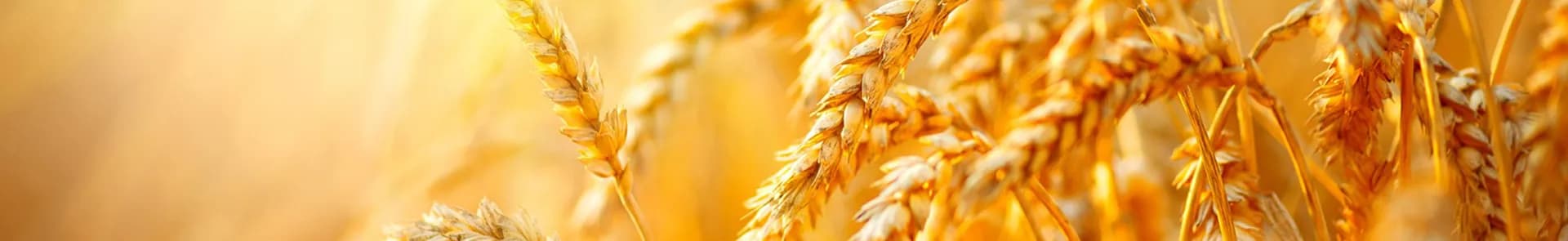 Fundamentals of Agronomy and Crop Management